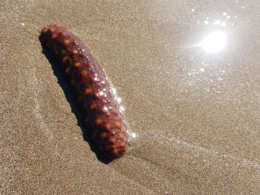 Seaworms Urechis unicintus