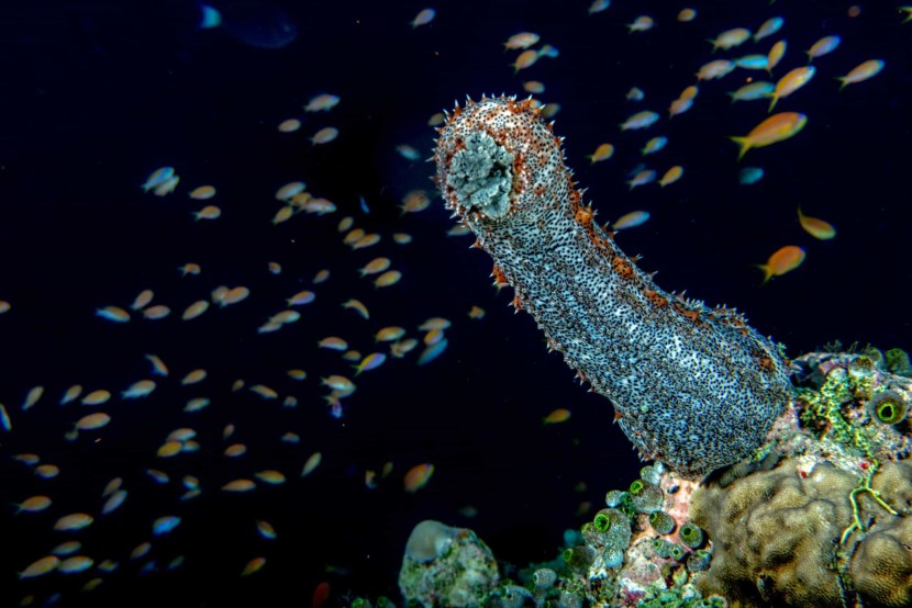 Sea cucumber and fish symbiosis
