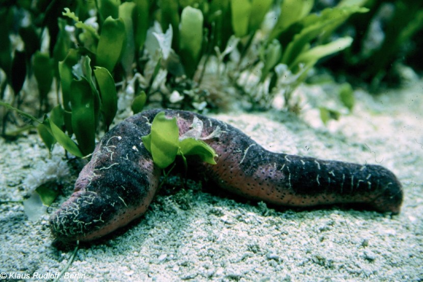 Sea My Cucumber beer