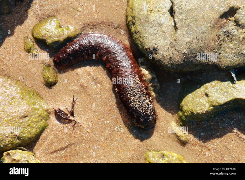 Ways to disseminate legal information