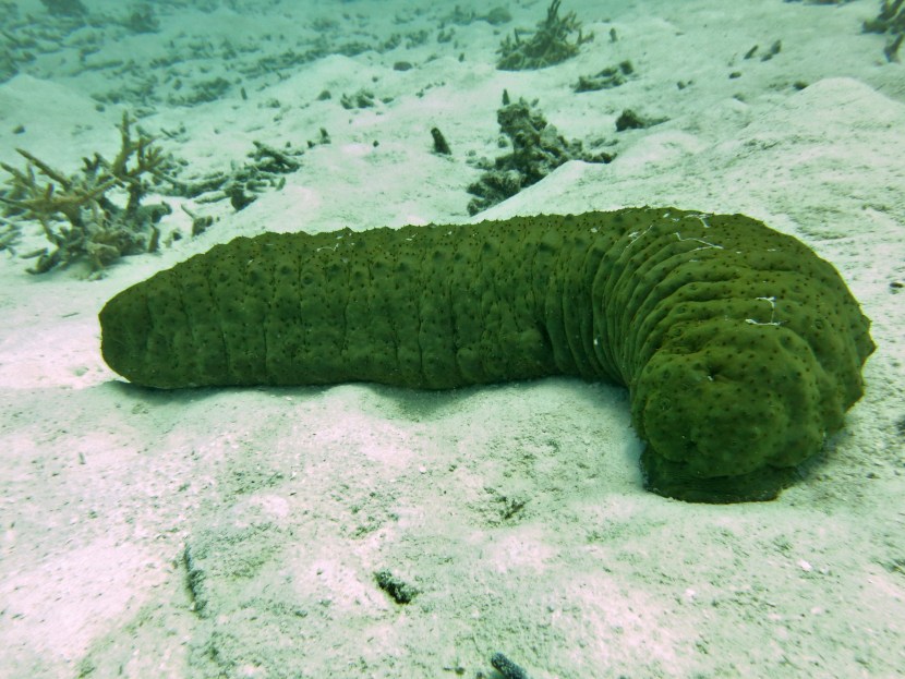 Sea Cucumber X Girl