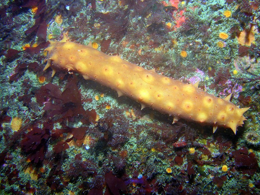 Sea cucumbers of the Caspian Sea