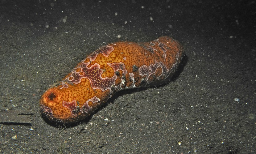 Sea cucumber and pearl fish
