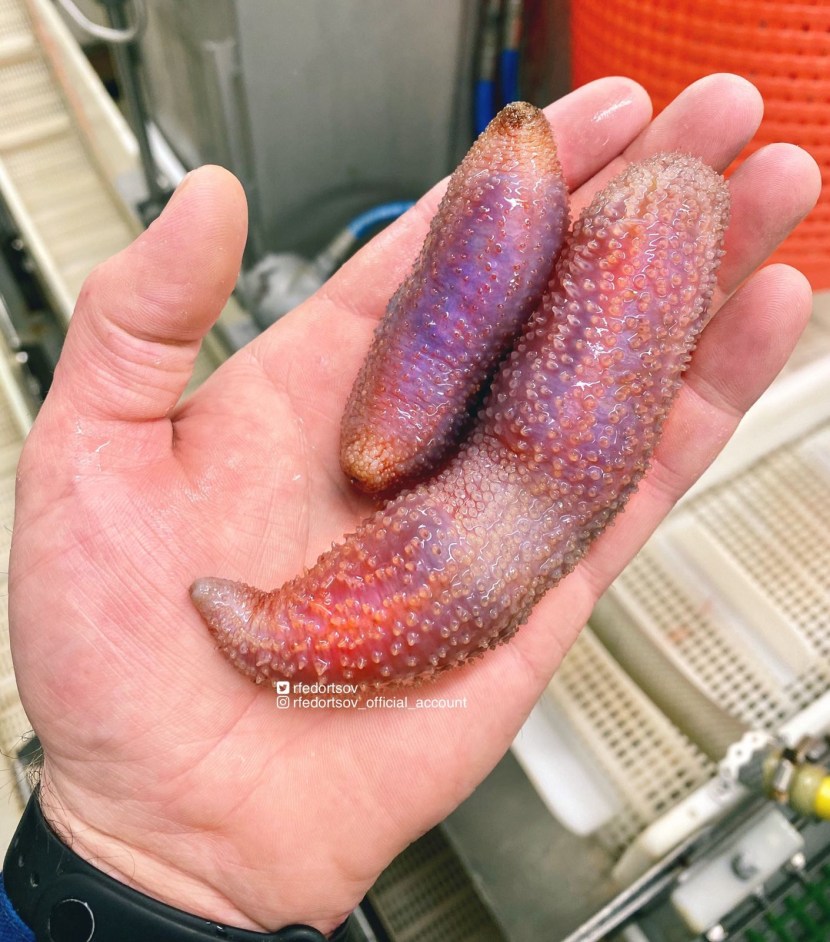 Deep -sea hunger strike