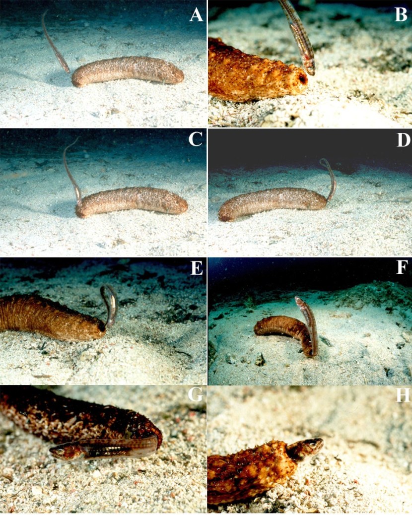 Sea monsters shot on camera