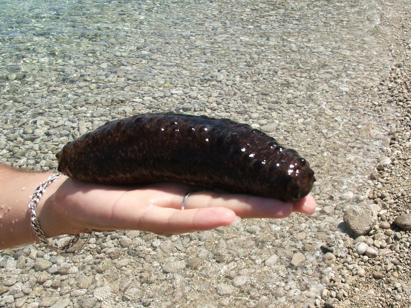 Sea cucumber is hunting