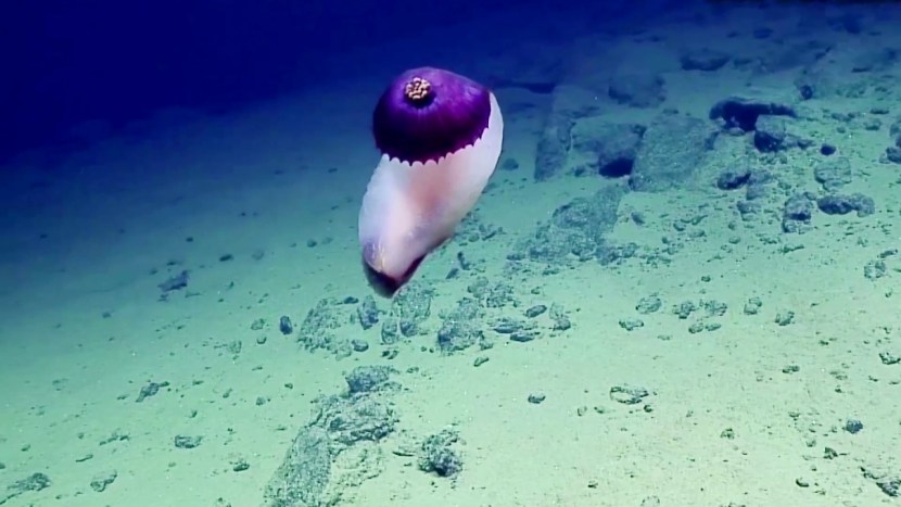 Sea cucumber and Chinese