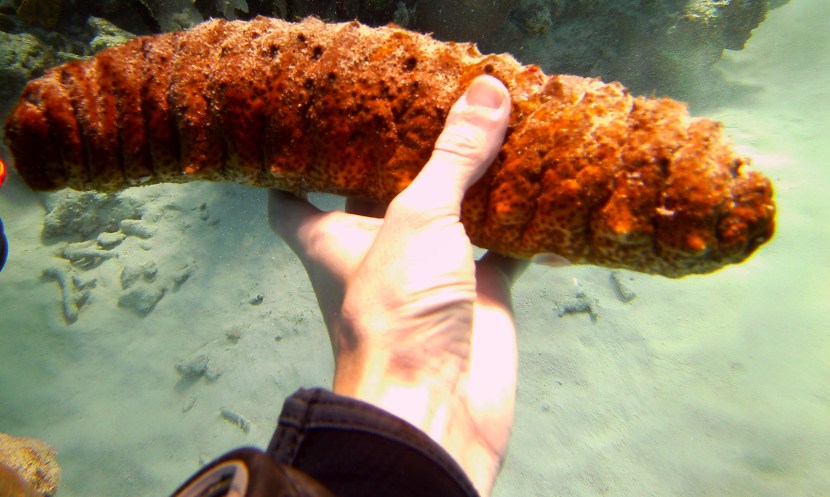 Sea cucumber minecraft