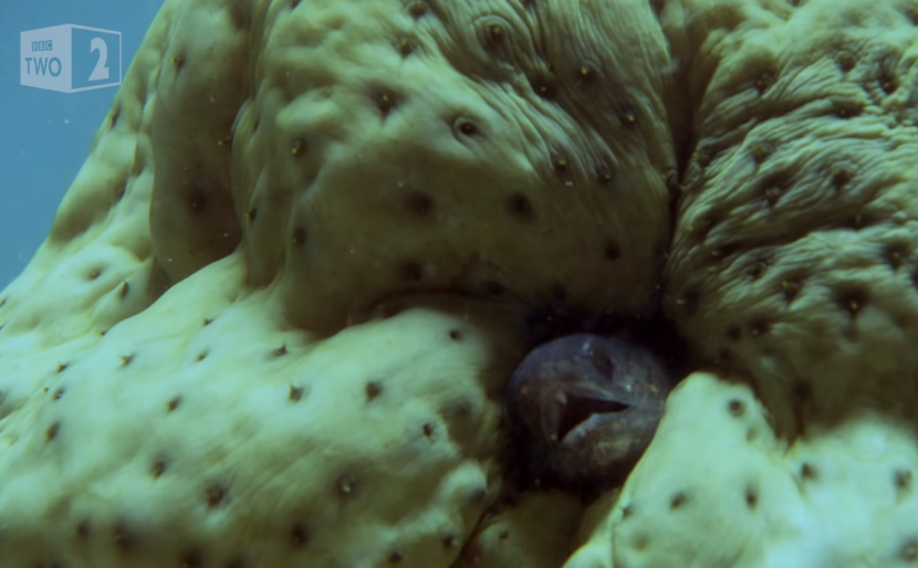 Apostichopus Californicus