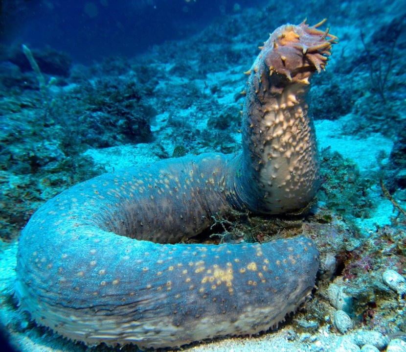 Forms of sea cucumber