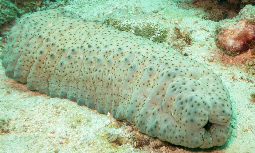 Sea cucumber Trepang