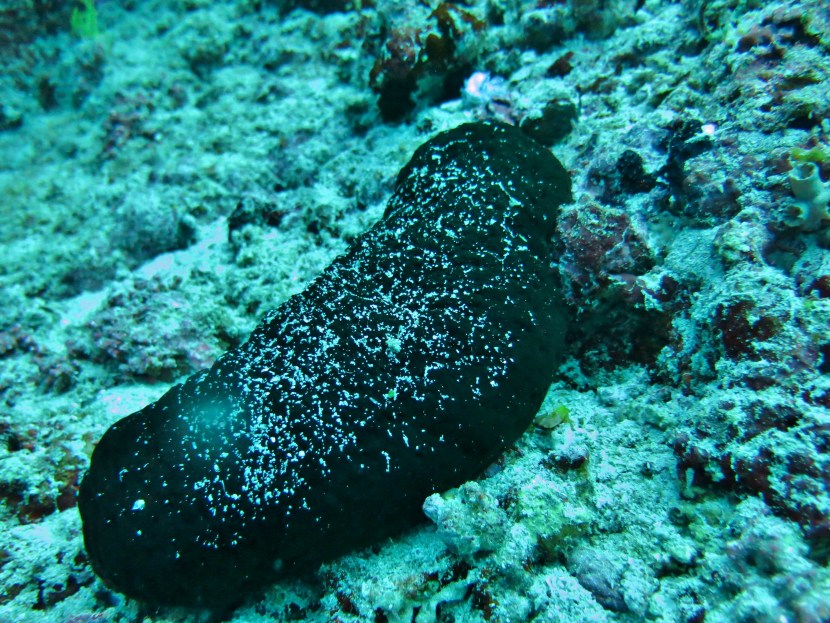 Holoturia Sea cucumber