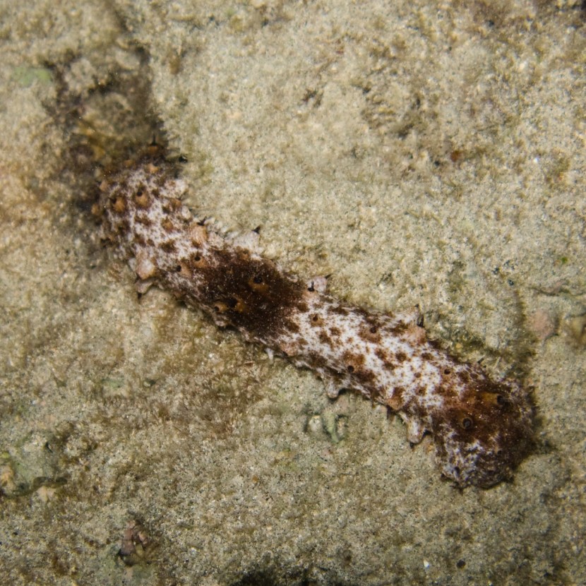 Hybrids of vegetables