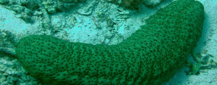 Sea cucumber