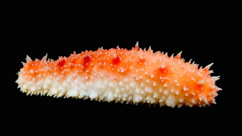 Giant California Sea Cucumber