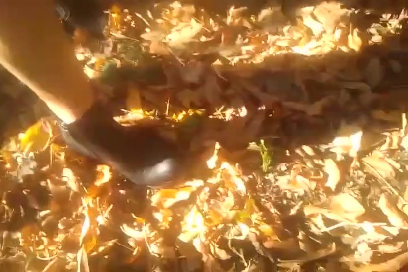 Pornhab statistics for 2020