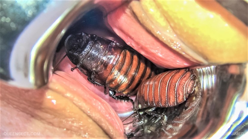 Hentai slugs insects