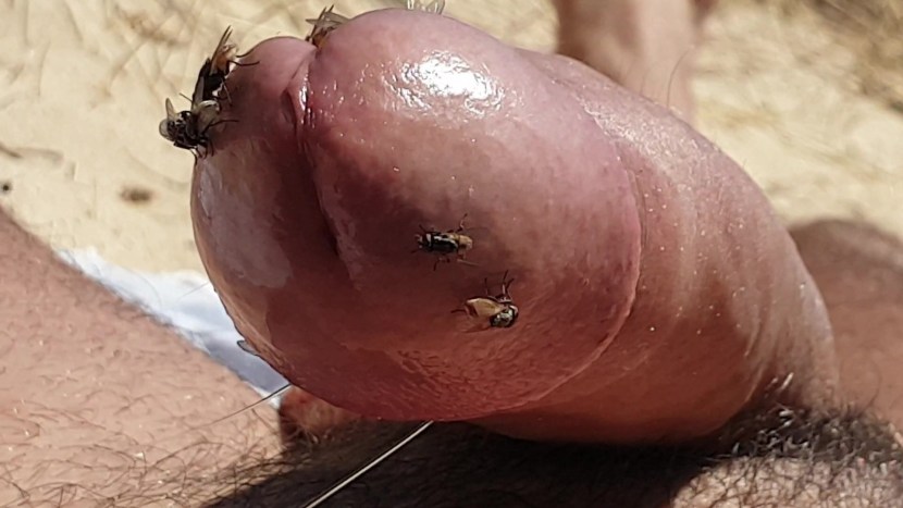 Formcophilia with insects