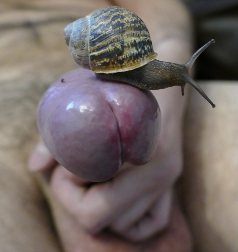 Hentai anal parasite XRAY