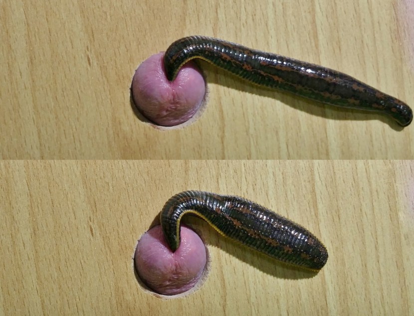 Rainworm on a penis dick
