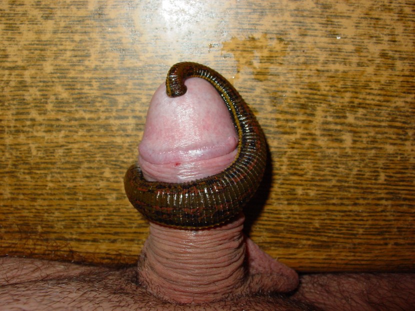 Rainworm in the urethra