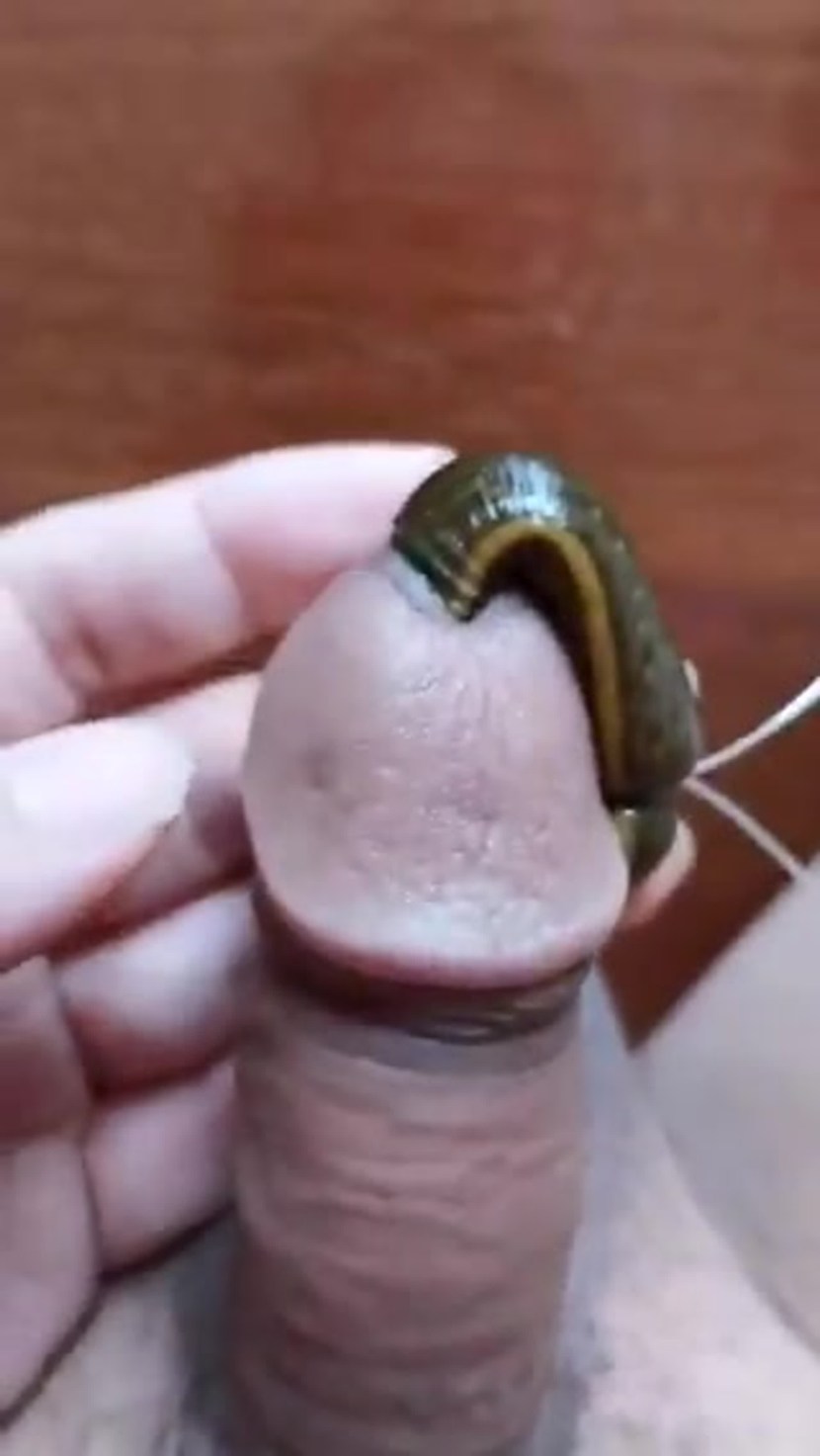 Hentai Futanari tentaco in a member