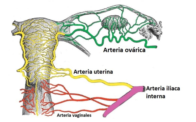 Aorto iliac segment