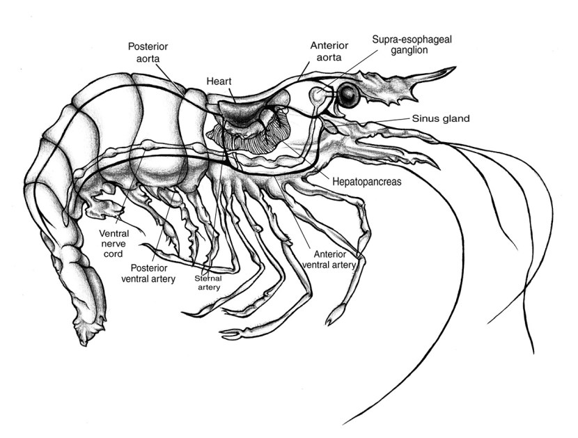 Poems to the beloved