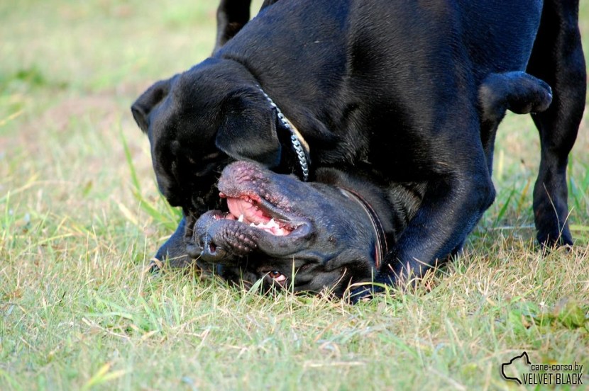 Caws of dogs Kane Corso