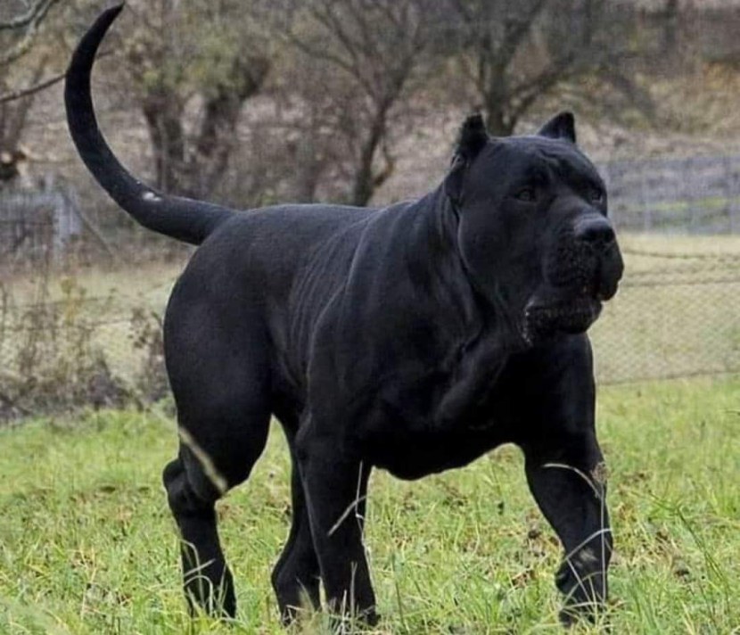 Dog of the breed basket