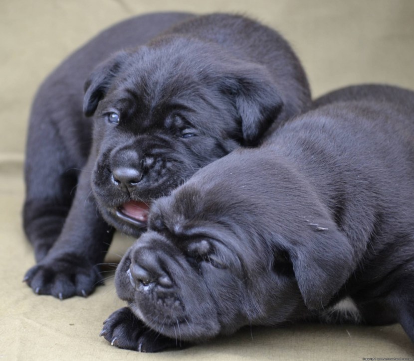 Kane Corso puppy 10 months