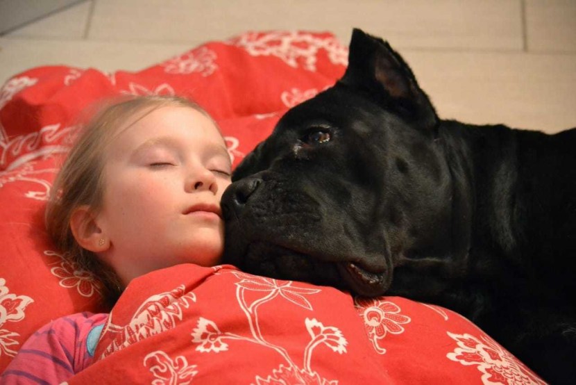 The jaw of Kane Corso