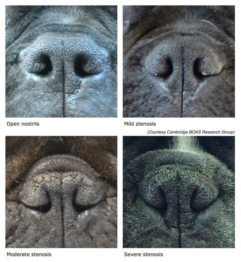 Kane Corso and Dachshund