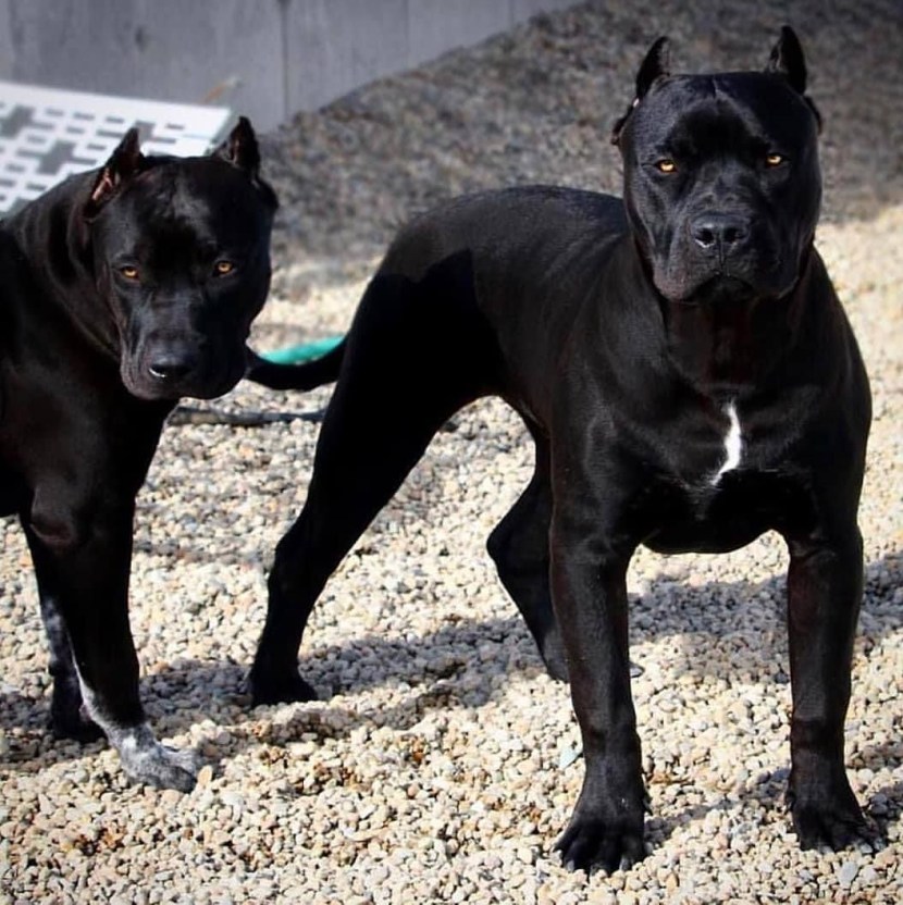 American Pit Bullierre Black Evil