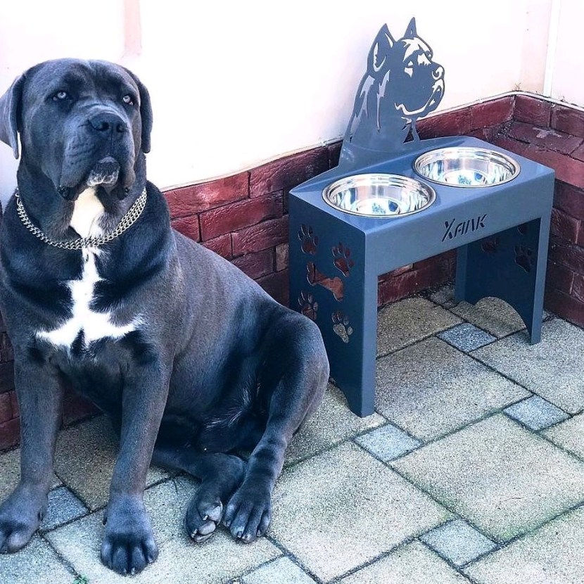 Kanya cakes puppies blue