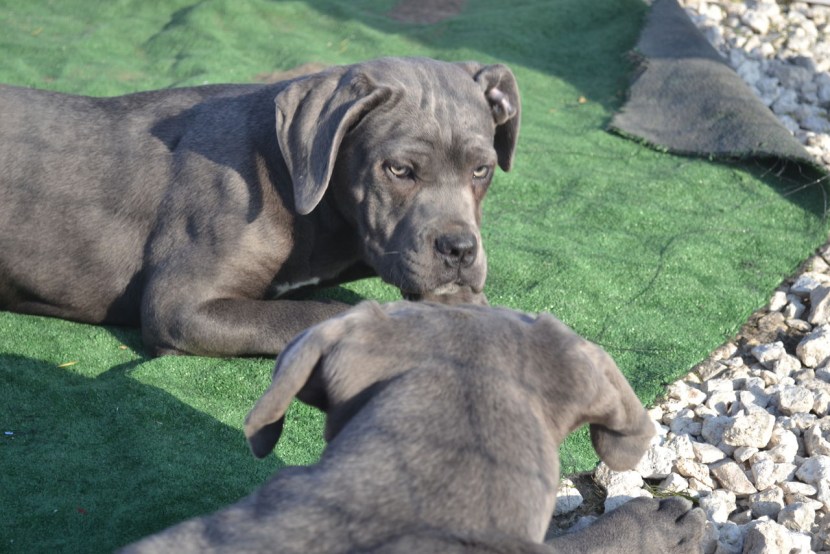 Italian breed of dogs Kane Corso