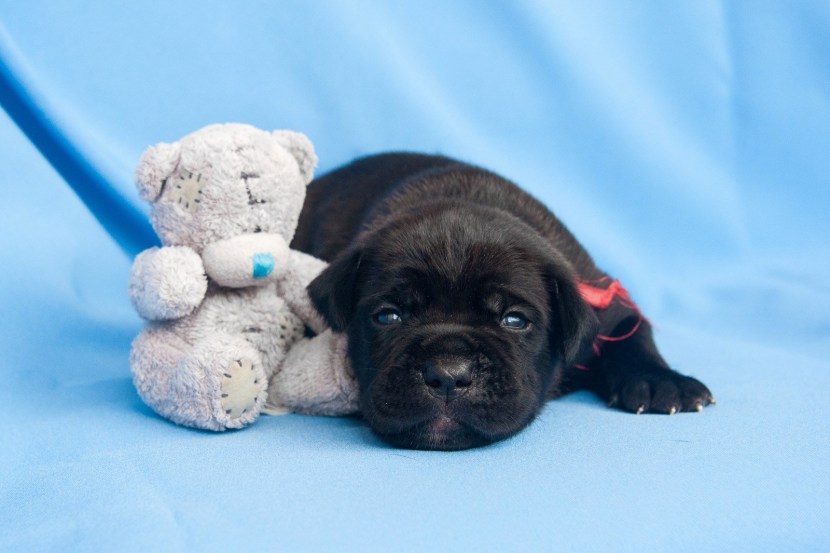 Kane Corso Dog Vector