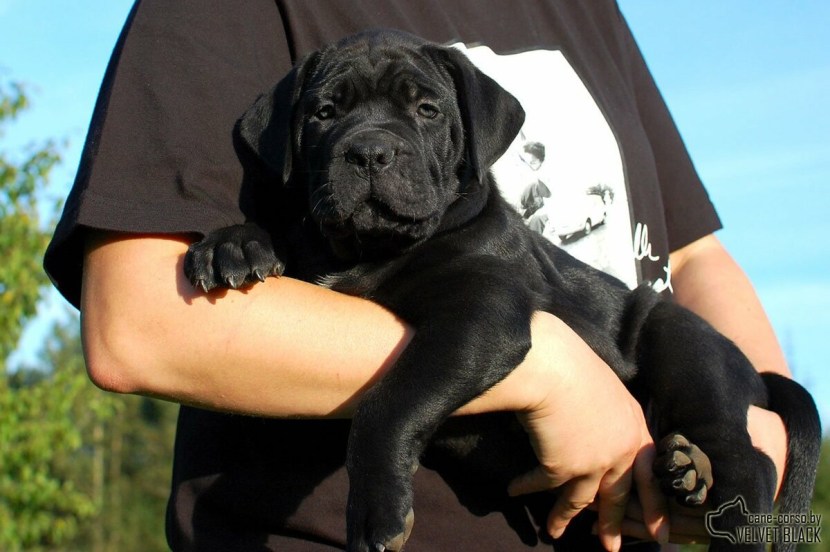 Professional photos of puppies