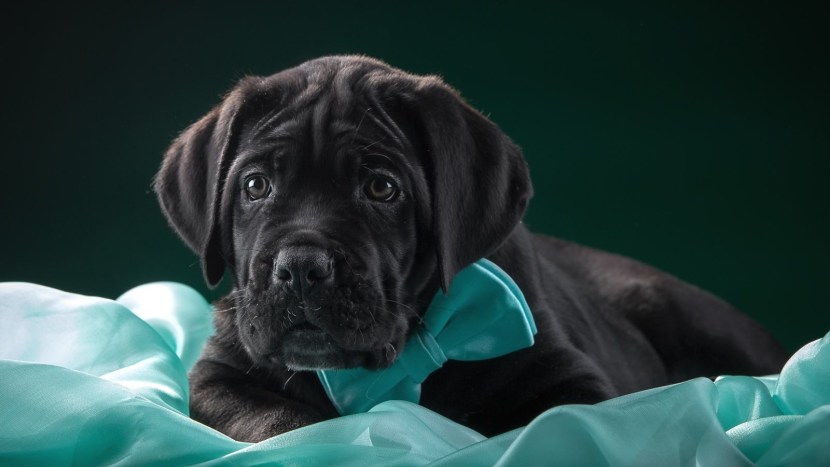 Kanya Corso and Pitbul