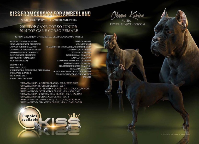 Kanya cake puppy black