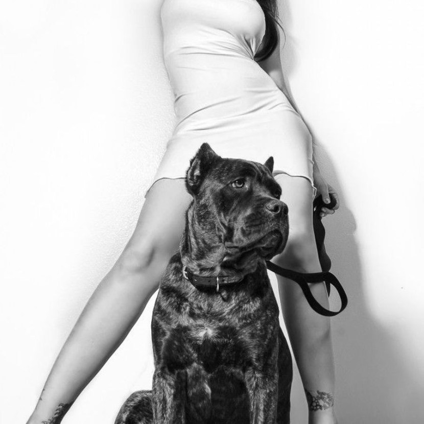 Kane Corso and Staffordshire Terrier