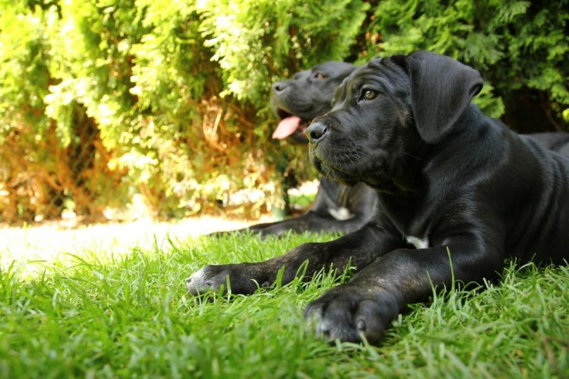Kane Corso with a man