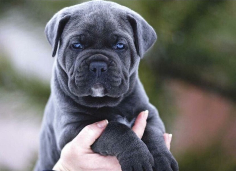 Kane Corso and Weimaraner