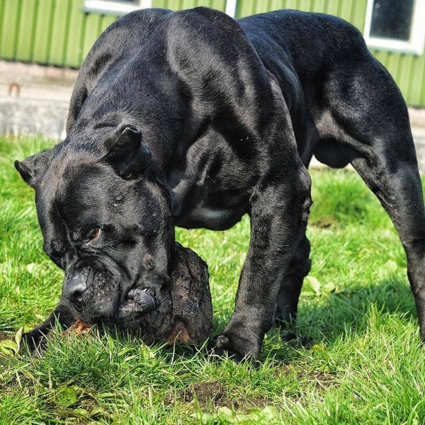 CHIPA de Corso dance prachikos
