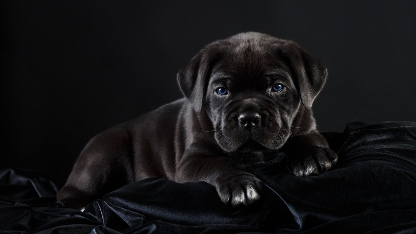 Italian mastiff Kane-Korso