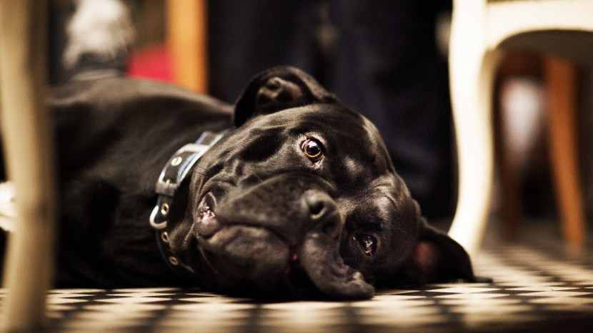 Argentine Dog and Cana Corso