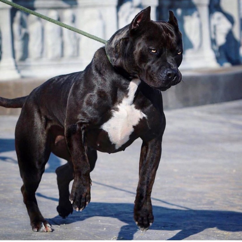Cane Corso