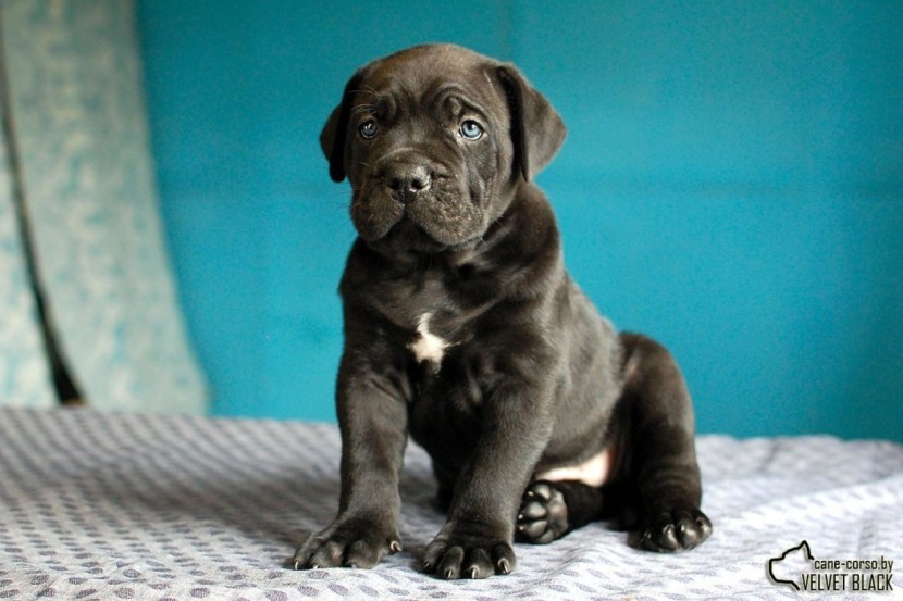 Zoe Deutsch with Doberman
