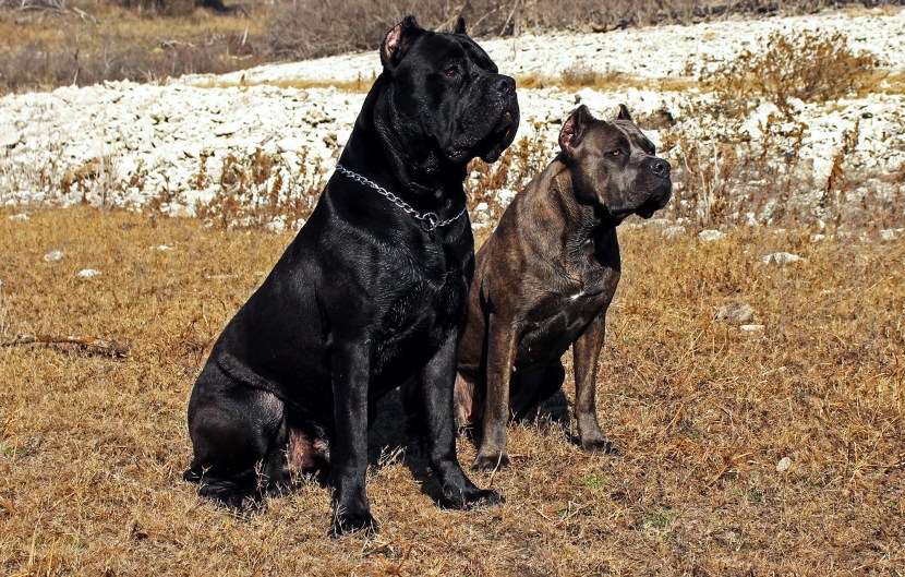 Canar mastiff