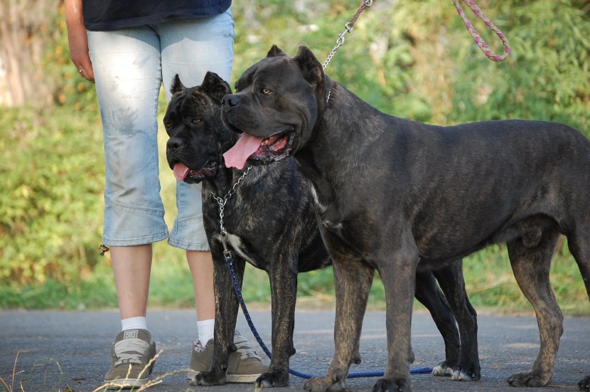 Kanya Corso is black